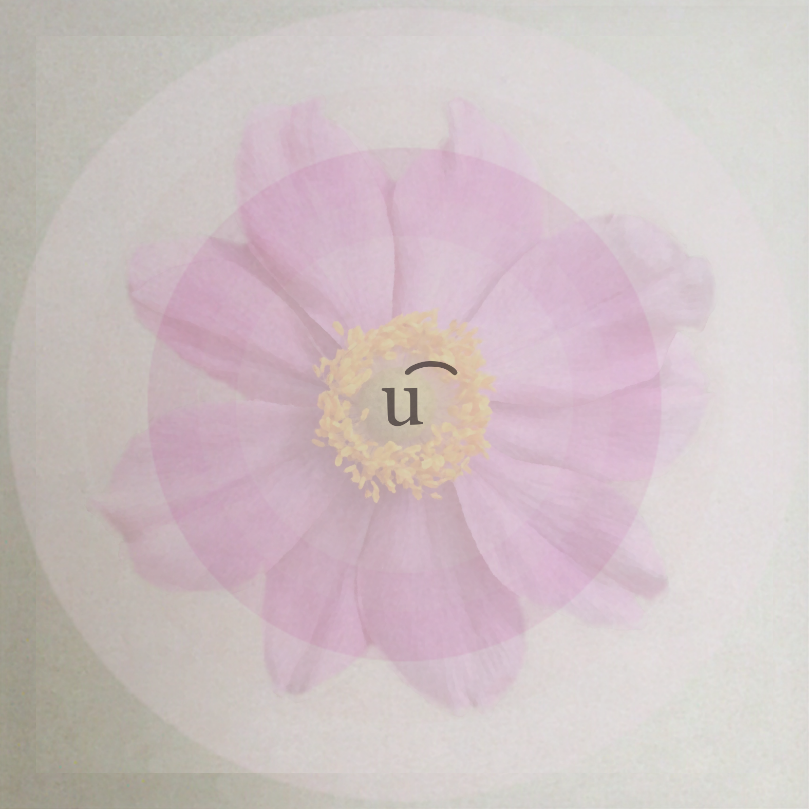 nohoru network • logo
